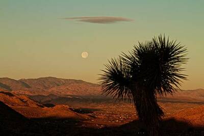 joshua tree national park national parks free on veterans day