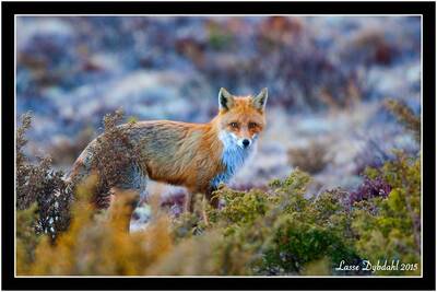 fox lasse dybdahl white moose