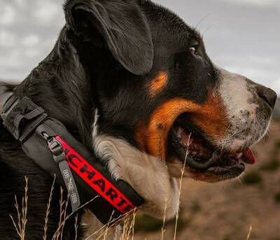 Uncharted Supply Co. Wolf Pack Collar