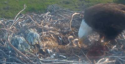 watch bald eagles live channel islands sauces canyon