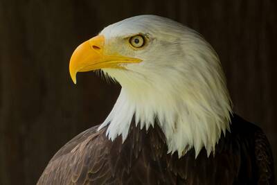 watch bald eagles live