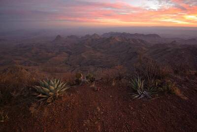 south rim loop in big bend national park succulent overlook