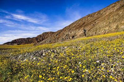 epic winter hikes death valley super bloom