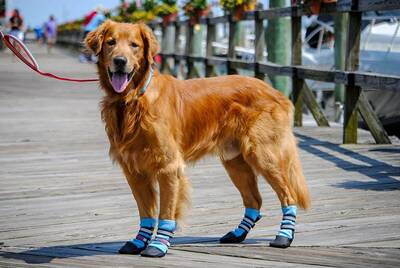 Bark Brite Neoprene Booties