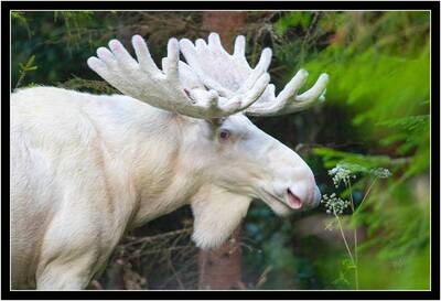 white moose close up lasse dybdahl