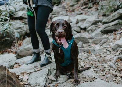 Hiking and Backpacking with a dog. Gear for dogs