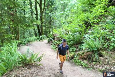 hiking-on-trail-in-ferns-and-trees