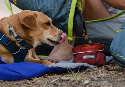 Ruffwear Quencher Dog Bowl