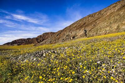 death valley super bloom