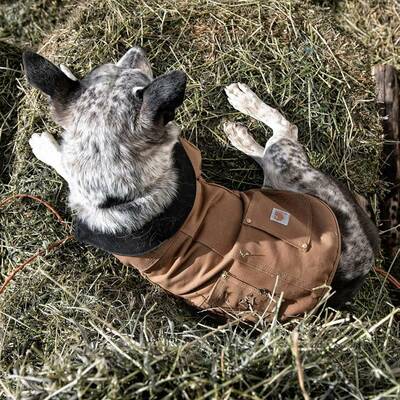 Carhartt Duck Insulated Dog Coat