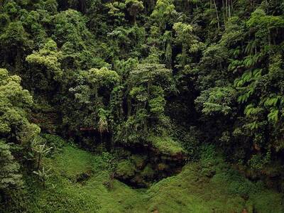 leonardo, the environmentalist mata atlântica