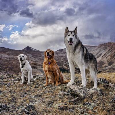 loki the wolfdog friends