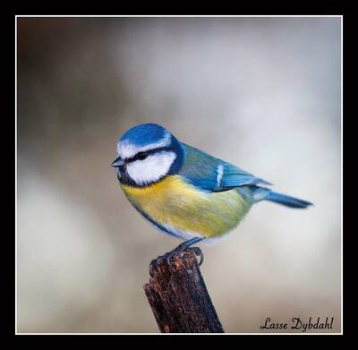 blue tit lasse dybdahl white moose