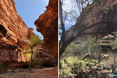 Havasupai Falls Hike in Arizona Bighorn Sheep and Canyon