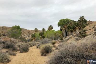 Havasupai Falls Hike in Arizona Joshua Tree