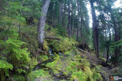 Patagonia-Micro-Puff-Hoody-review-north-umpqua-trail-moss-path