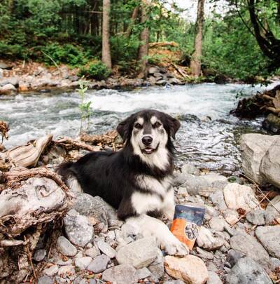 Jiminy’s sustainable Cricket Dog Food and treats da_koda_bear