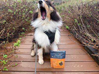 Jiminy's-Sustainable-Dog-Treats-big-yawn