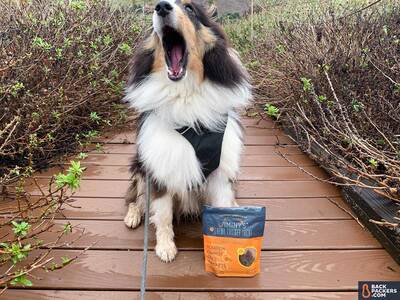 Jiminy's-Sustainable-Dog-Treats-big-yawn