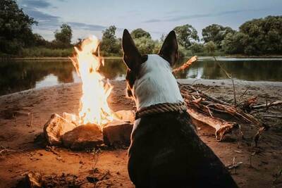dog at camp