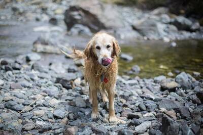 Dog in water