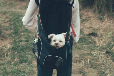 Dog backpack