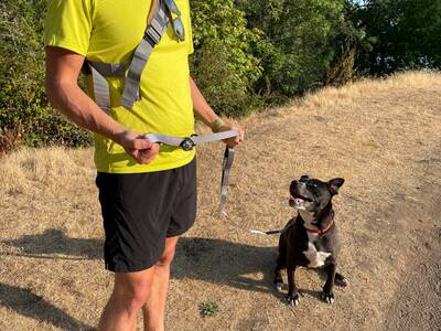 LifeHandle Dog