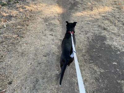 Dog LifeHanlde