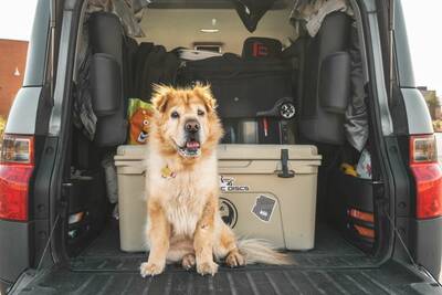 How to Road Trip with Pets