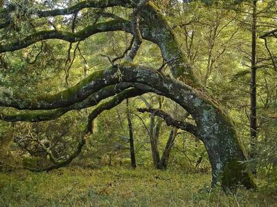 point reyes Point Reyes Forest to Sea Hike mt wittenberg oak