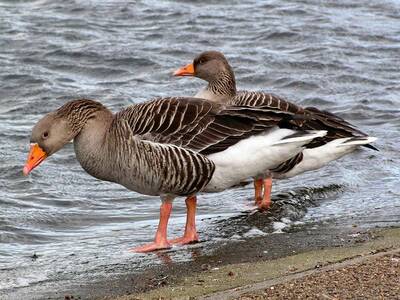 Backpackers Guide to Down Jackets | Down Feathers, Hydrophobic