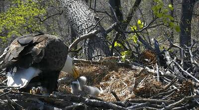 watch bald eagles live mr. president first lady washington d.c.