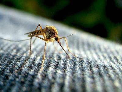 Mosquito Protection for Backpackers mosquito close up