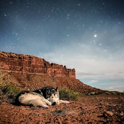 loki the wolfdog stars