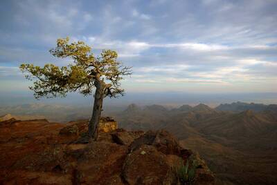 south rim loop in big bend national park tree