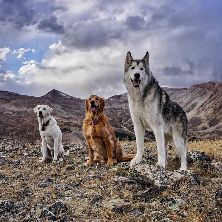 A Wolfdog's Best Friend: Loki the Wolfdog and Kelly Lund